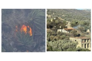 Φωτιά στο Ρέθυμνο: Πότε θα γίνει ξανά πράσινο το φοινικόδασος της Πρέβελης - Η ελπίδα και ο κίνδυνος μετά την καταστροφή - εικόνα 2