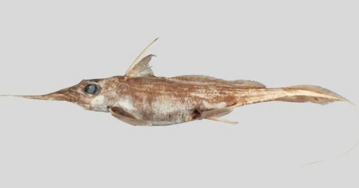 Σαρωνικός: Σφυροκέφαλος καρχαρίας κολυμπάει δίπλα σε βάρκα ανοιχτά του Αγκιστριού [βίντεο]