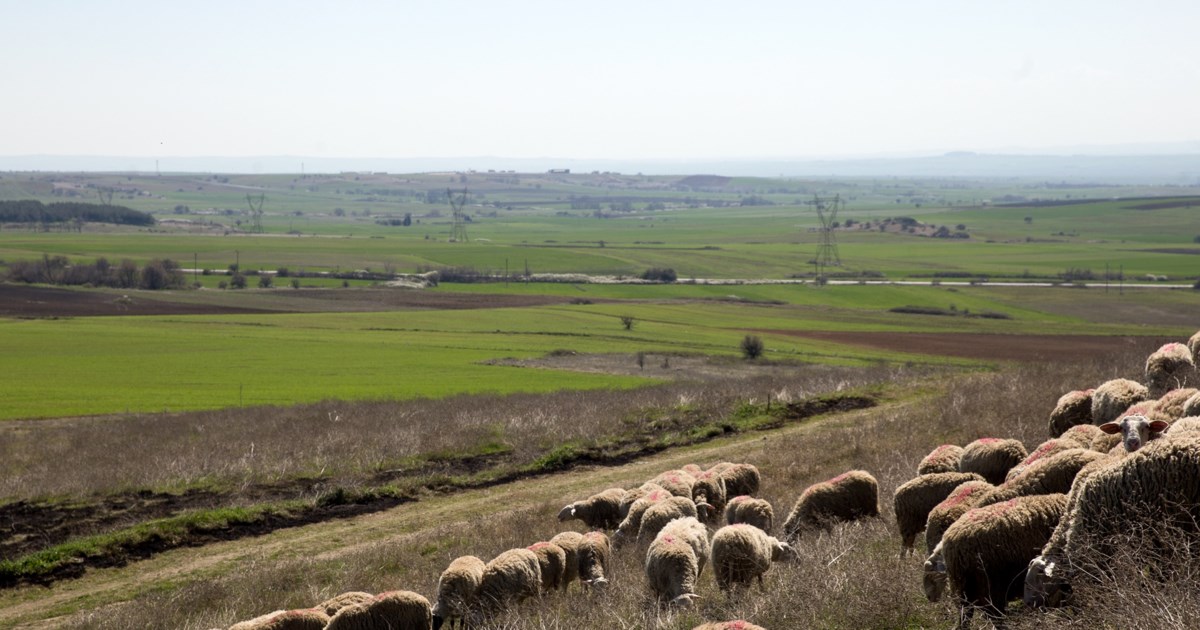Καρδίτσα: Νέα κρούσματα της ευλογιάς των προβάτων στον νομό