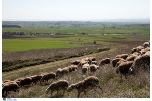 Ευλογιά των αιγοπροβάτων: Είναι ασφαλές να καταναλώνουμε γάλα, φέτα και κρέας;