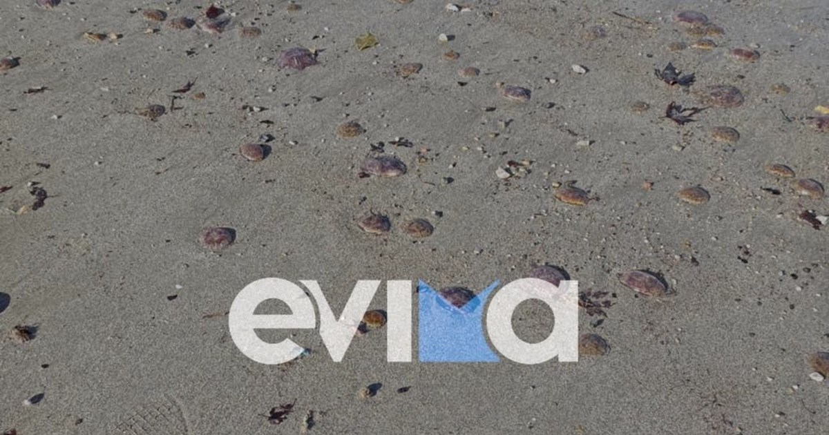 Θεσσαλονίκη: Οι "μεδουσες του φεγγαριού" κατέκλυσαν τον Θερμαϊκό Κόλπο - Πόσο επικίνδυνες είναι για τον άνθρωπο [βίντεο]