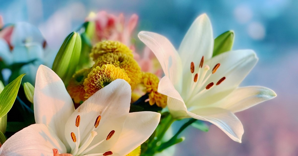 Αυτό είναι το φυτό-σήμα κατατεθέν του Πάσχα - Πώς θα το διατηρήσετε