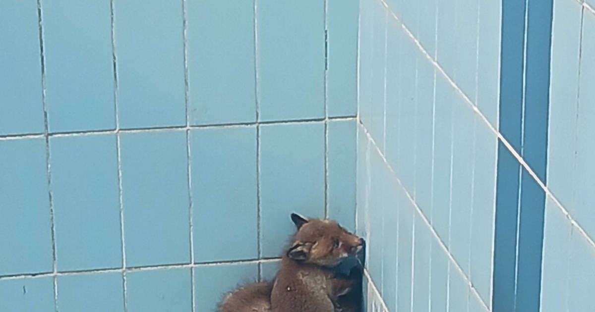 Συγκινητική διάσωση: Μικρά και τρομαγμένα αλεπουδάκια παγιδεύτηκαν σε πισίνα   [βίντεο]