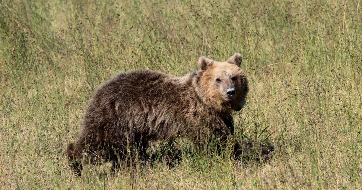 Γιατί επιτέθηκε η αρκούδα στη Δράμα: Ο ειδικός της περιβαλλοντικής οργάνωσης Καλλιστώ εξηγεί πώς πρέπει να αντιδράσουμε