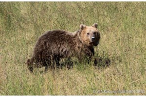 Γιατί επιτέθηκε η αρκούδα στη Δράμα: Ο ειδικός της περιβαλλοντικής οργάνωσης Καλλιστώ εξηγεί πώς πρέπει να αντιδράσουμε