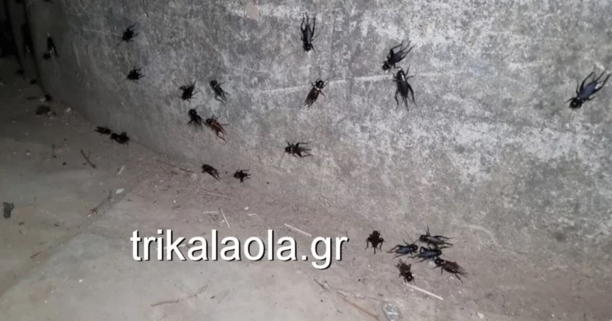 Επιδημία από... τριζόνια και στη Λάρισα - Έφτασαν και εκεί τα ιπτάμενα έντομα [βίντεο]