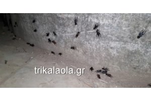 "Γέμισε" βόες και τροπικά φίδια η Θεσσαλονίκη - Ασυνείδητοι τα εγκαταλείπουν όταν τα βαρεθούν