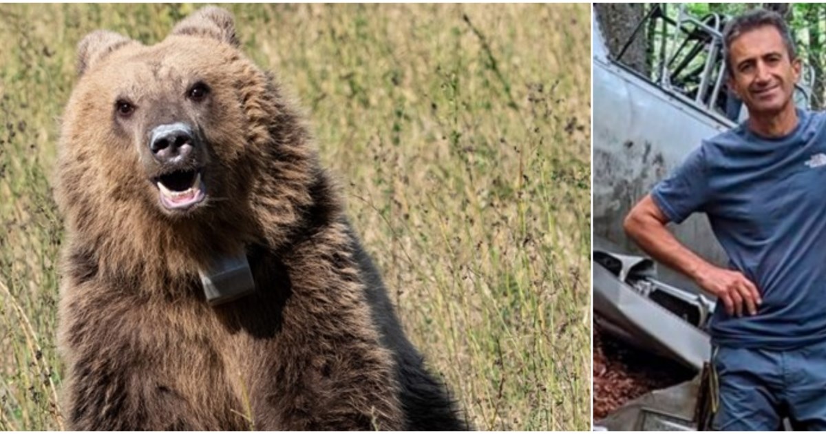 Δράμα: Η ιστορία του μυστηριώδους αεροσκάφους από τον Εμφύλιο που πήγαν να δουν οι δύο ορειβάτες και τους όρμησε η αρκούδα - εικόνα 2