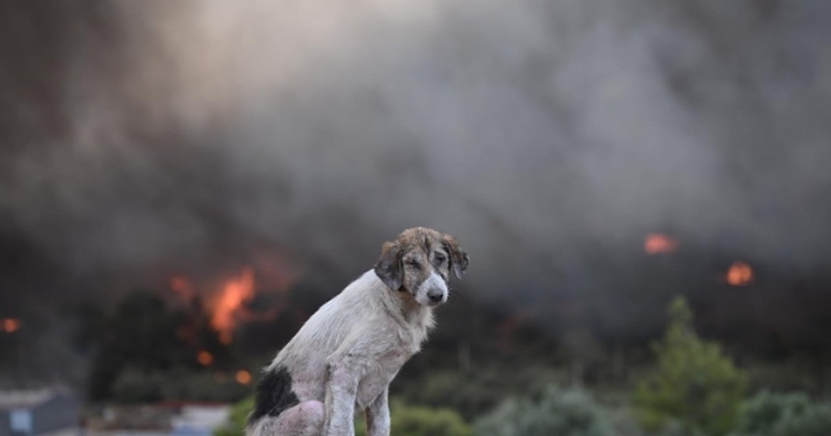 Σέρρες: Δήμαρχος βρήκε νεκρή τη σκυλίτσα του - Τη σκότωσαν με φόλα - Επικήρυξε με 2.000 ευρώ τους δράστες - εικόνα 2