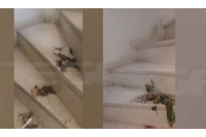 Βύρωνας: Νέα καταγγελία για την ηθοποιό που επιτέθηκε με κατσαβίδι σε γείτονές της - Επιτέθηκε στην οδοντίατρό της