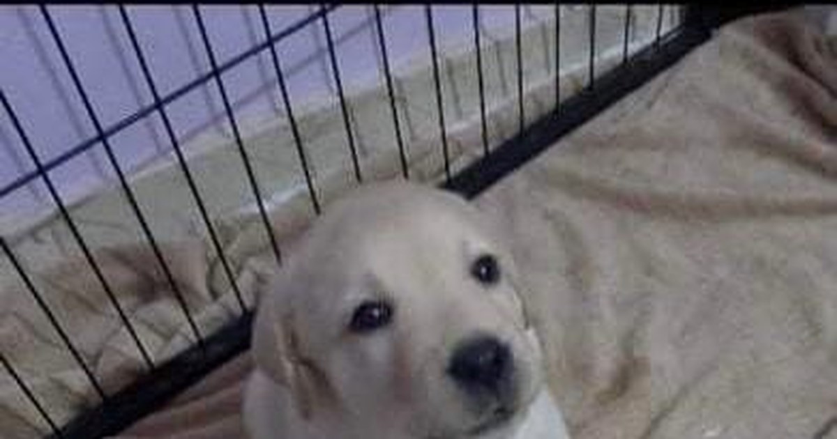 Κτηνωδία στη Θεσσαλονίκη: 44χρονος σκότωσε σκύλο με καραμπίνα - Ενοχλούσε τα ζώα φίλου του