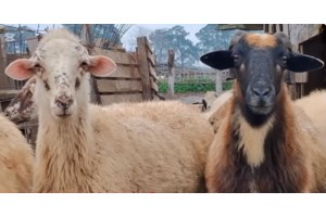 Συναγερμός: Νέο κύμα έξαρσης της ευλογιάς αιγοπροβάτων σε Ροδόπη - Ξάνθη