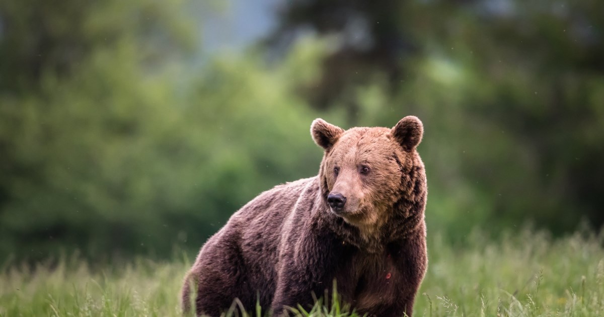 Δράμα: Πώς έγινε η επίθεση της αρκούδας στους δύο ορειβάτες - Άφαντος ο ένας, έπεσε σε γκρεμό 1000 μέτρων [βίντεο]
