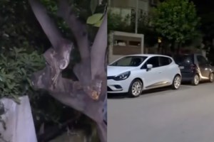 Ελευσίνα: "Πέθανε μέσα σε τρία λεπτά, τη βρήκε κλαδί στον λαιμό" - Η ανατριχιαστική περιγραφή για την 72χρονη