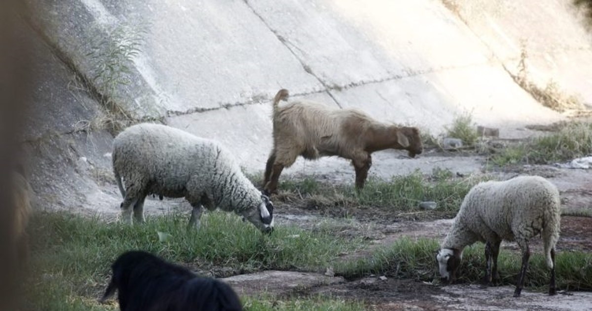 Ευλογιά αιγοπροβάτων: Ξεπέρασαν τις 430.000 οι θανατώσεις ζώων – 80 νέα κρούσματα την περασμένη εβδομάδα