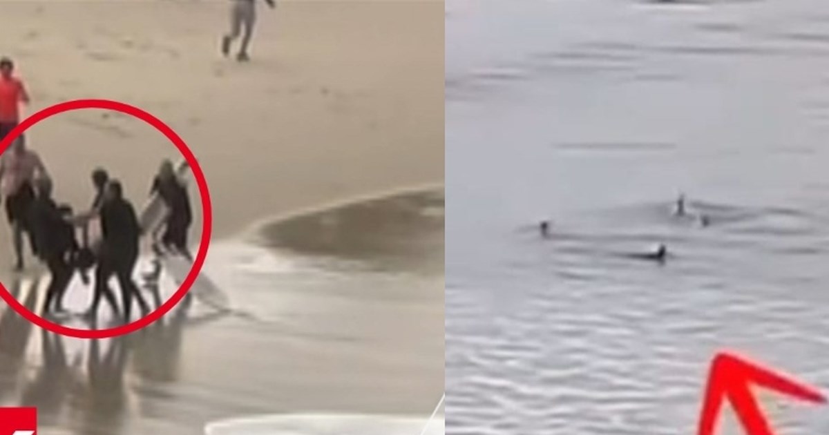 Απίστευτη εικόνα στη Εύβοια: Ψαράς έπιασε καρχαρία τουλάχιστον ενάμισι μέτρο [εικόνες] - εικόνα 2