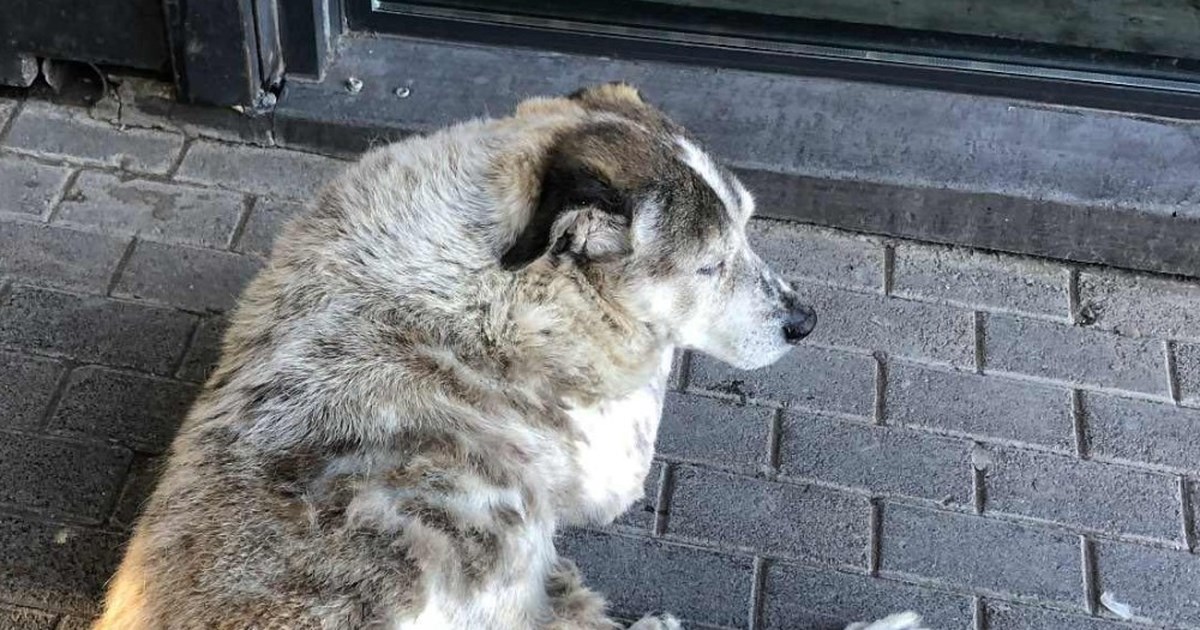 Χαλκίδα: Φωτιά σε σταθμευμνένο αυτοκίνητο έξω από σούπερ μάρκετ - εικόνα 2