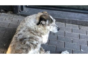 Χαλκίδα: Φωτιά σε σταθμευμνένο αυτοκίνητο έξω από σούπερ μάρκετ - εικόνα 2