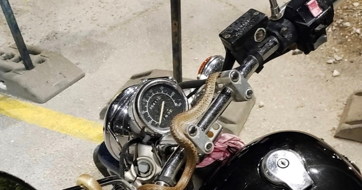 Βόας σφιγκτήρας βρέθηκε κάτω από κάθισμα σε θέατρο στου Φιλοπάππου