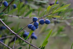 Η συμφωνία ΕΕ - Mercosur θα υπογραφεί στις 17 Ιανουαρίου στην Παραγουάη