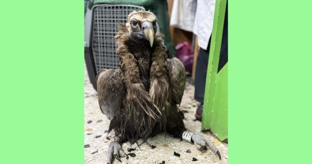 Ο μαυρόγυπας 