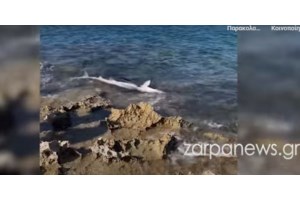 Νοσοκομείο Χανίων: Εκπυρσοκρότησε το όπλο αστυνομικού που φύλαγε βαρυποινίτη κρατούμενο - Σε γυψοσανίδα η σφαίρα