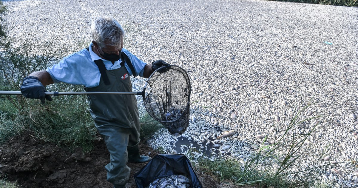 Νεκρά ψάρια: Το θυρόφραγμα της Κάρλας δεν θα μπορούσε να κλείσει - Αποκαλυπτικό εισαγγελικό πόρισμα από τον Φεβρουάριο