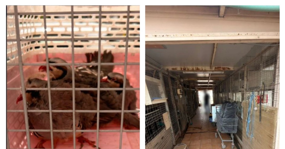 Παράνομο μαντρί στους Αμπελοκήπους: Ολα νόμιμα, κανένας κίνδυνος για τη δημόσια υγεία, λέει ο αρχιτέκτονας