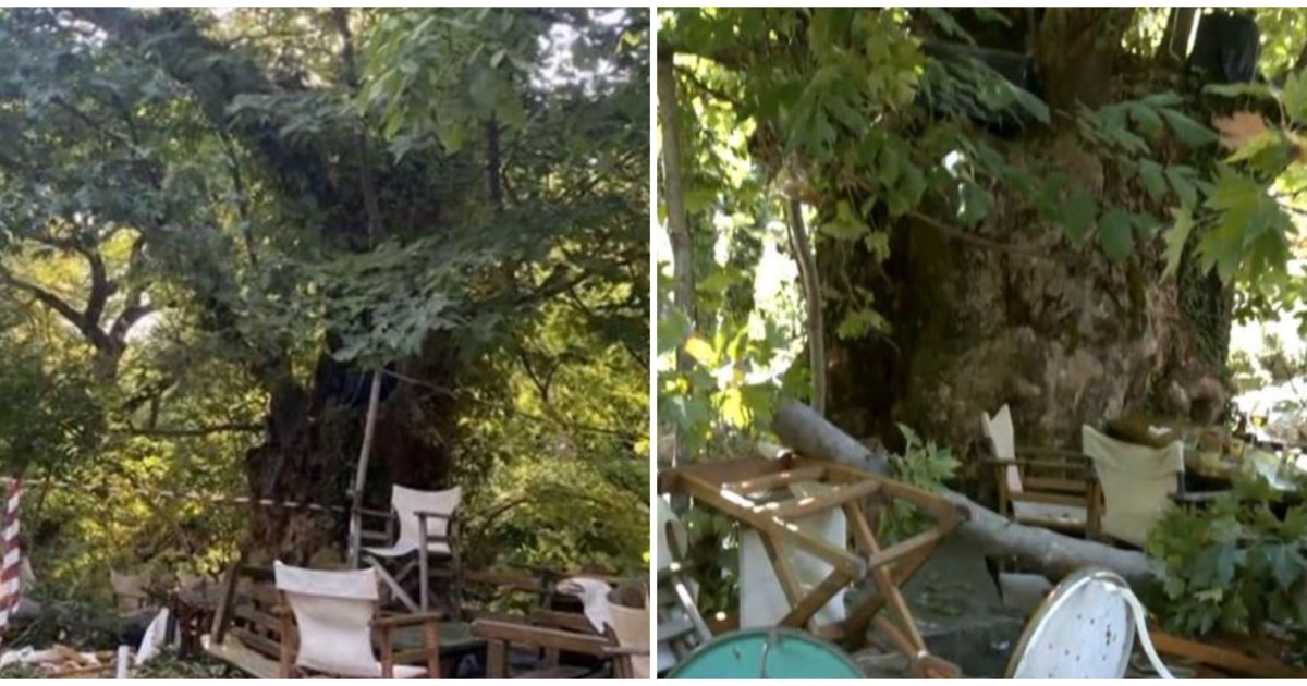 Θλίψη στην Καρδίτσα για τη Γεωργία: Αυτή είναι η 44χρονη μητέρα που καταπλακώθηκε από πλάτανο - εικόνα 2