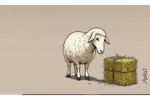 Η μελαγχολική καλημέρα του Αρκά - "Τι ώρα να βάλω ξυπνητήρι;" - εικόνα 2