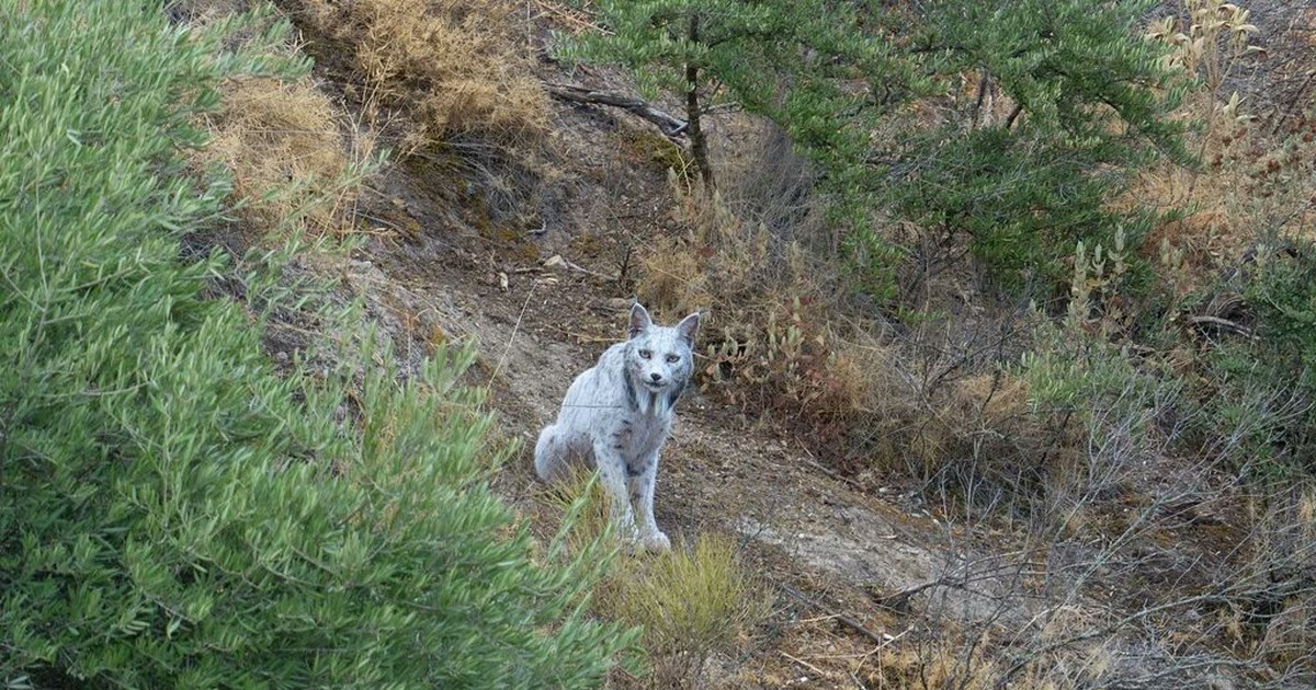 Σοκ: Πατέρας απείλησε με μαχαίρι τον προπονητή του γιου του επειδή δεν το έβαζε να παίζει