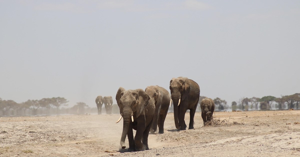 Στιγμές τρόμου για Ρώσους τουρίστες στη Σρι Λάνκα: Ελέφαντας επιτέθηκε σε όχημα που τους μετέφερε [βίντεο]
