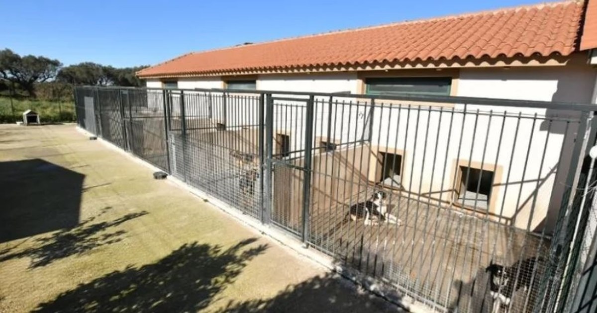 Αχαΐα: Μόνο ένα καταφύγιο, περίπου 4.000 αδέσποτα στο νομό