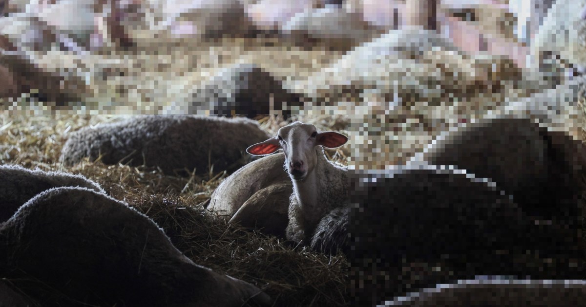 Στη Βουλή οι ρυθμίσεις για την ευλογιά των αιγοπροβάτων - Αποζημιώσεις για τους κτηνοτρόφους - εικόνα 4
