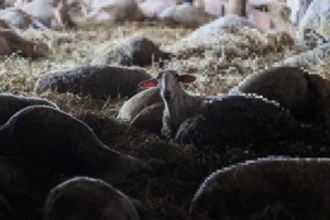 Στη Βουλή οι ρυθμίσεις για την ευλογιά των αιγοπροβάτων - Αποζημιώσεις για τους κτηνοτρόφους - εικόνα 4