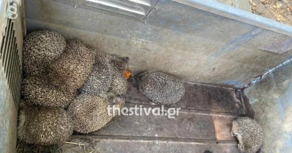 Επεισοδιακή καταδίωξη στη Θεσσαλονίκη: Συνελήφθη 51χρονος με το αυτοκίνητό του να βγάζει καπνούς