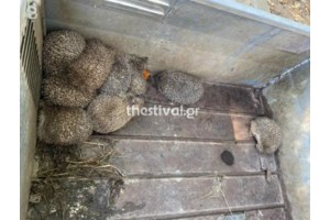Επεισοδιακή καταδίωξη στη Θεσσαλονίκη: Συνελήφθη 51χρονος με το αυτοκίνητό του να βγάζει καπνούς
