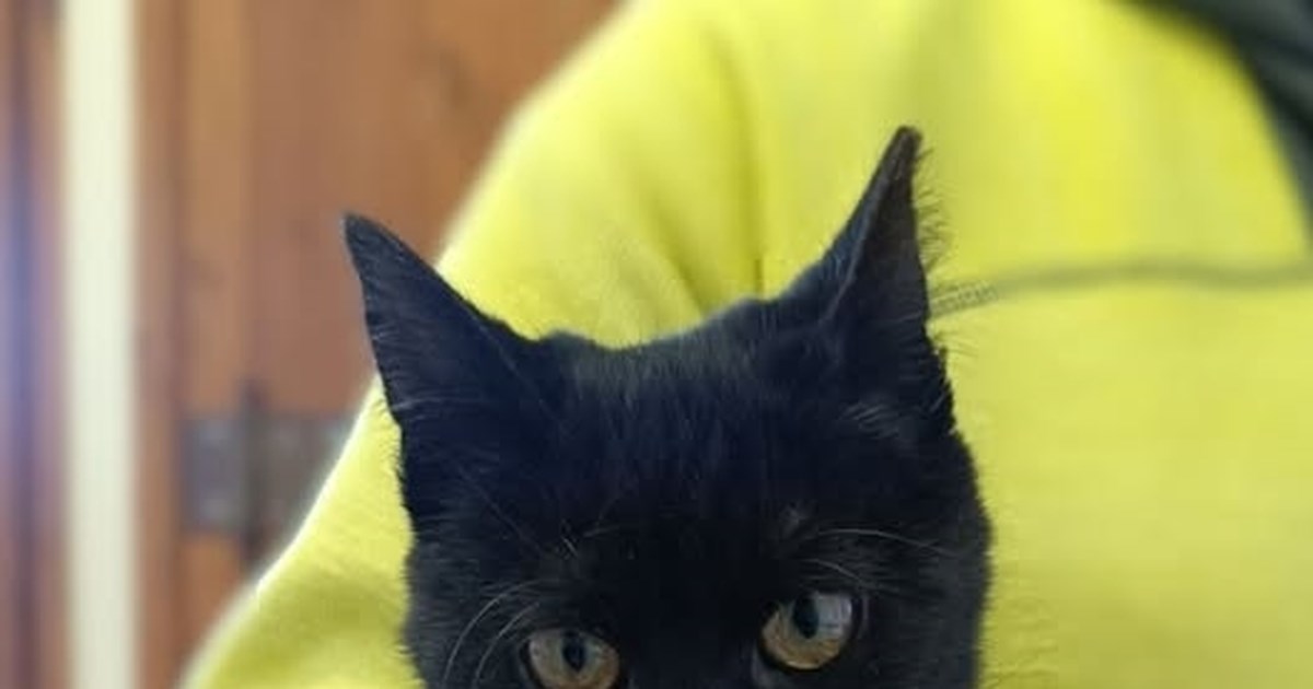 Θλίψη στον Ερυθρό Αστέρα: "Έφυγε" η Λιουμπίτσα, η γάτα που πέρασε όλη της τη ζωή στο πλευρό της ομάδας [βίντεο]