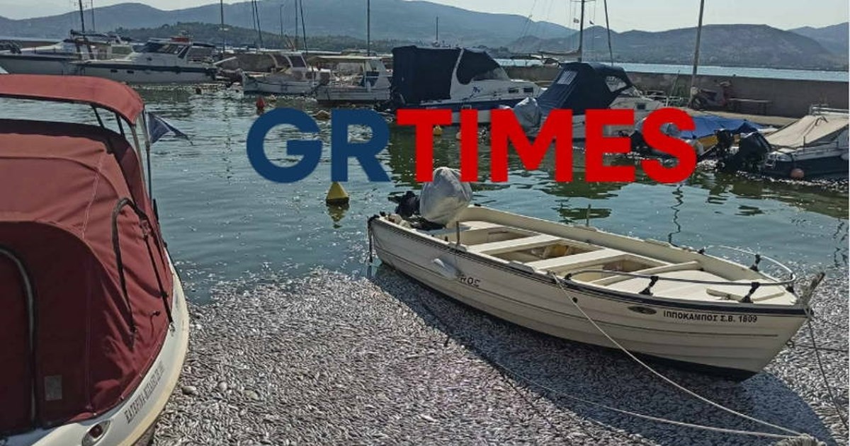 Απέραντη θάλασσα από νεκρά ψάρια στον Βόλο: Μέσα σε λίγες ώρες μαζεύτηκαν 60 τόνοι - Σε απόγνωση οι μαγαζάτορες - εικόνα 4