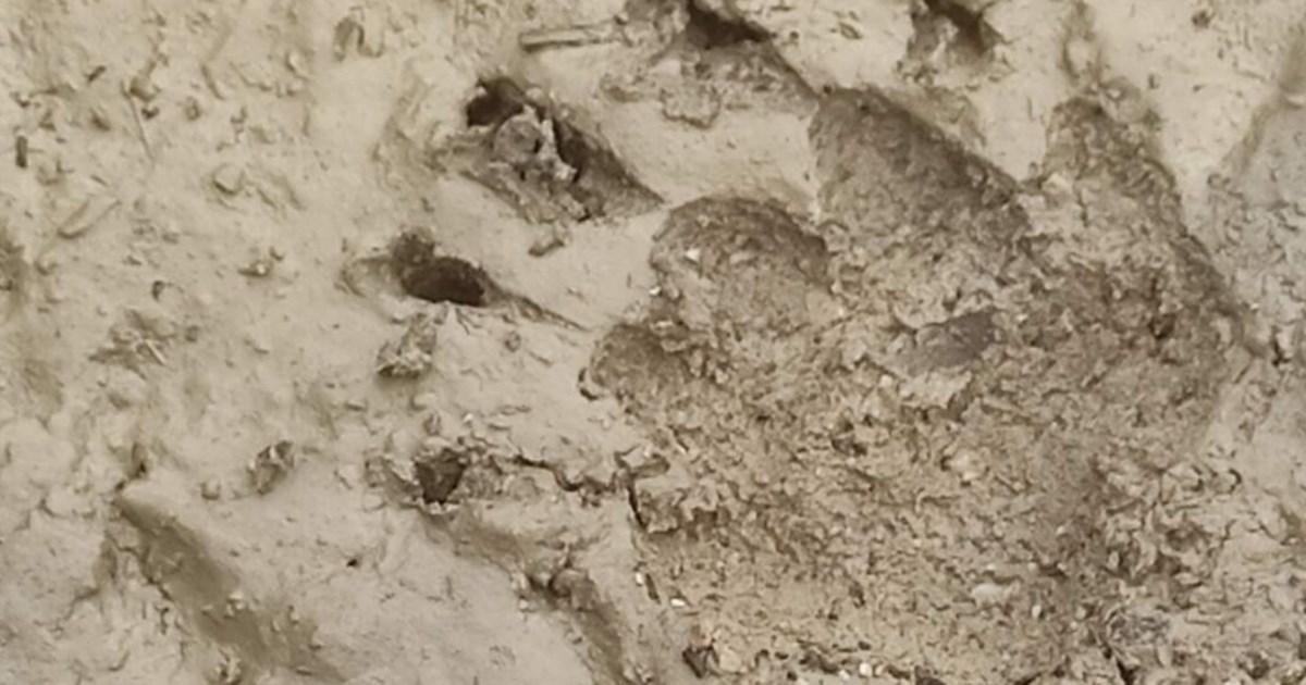 Καστοριά: Αρκούδα βόλταρε σε... αυλή σχολείου στο Νεστόριο [βίντεο]