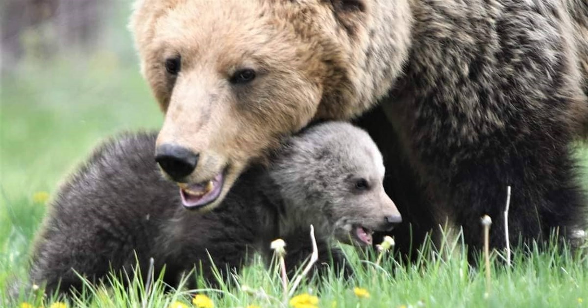 "Η Κίρκη τα κατάφερε": Ανάρρωσε το αρκουδάκι που είχε τραυματιστεί σοβαρά σε τροχαίο - Μεταφέρεται σε περιφραγμένο δάσος