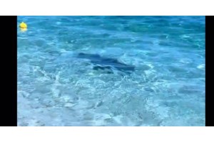 Φωκάκι περιπλανιόταν μόνο του για τρεις μέρες στις Σπέτσες - Ο μικρός "Αλέξης" έψαχνε τη μαμά του