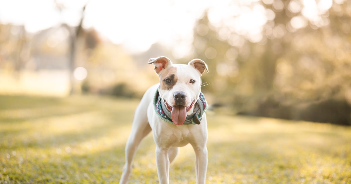 Θεσσαλονίκη: Ελεύθερος υπό όρους ο ιδιοκτήτης του πίτμπουλ που επιτέθηκε σε μαλτεζάκι και την ιδιοκτήτριά του