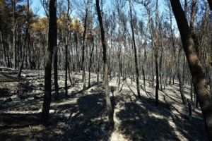 Καμπανάκι για την ατμόσφαιρα μετά τις φωτιές: Τα μέτρα προστασίας και τα συμπτώματα που δεν πρέπει να αγνοήσετε - εικόνα 2