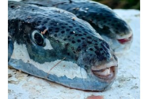 Καστελόριζο: Ο 11χρονος που ψάρεψε 162 λαγοκέφαλους εξηγεί πώς τους αναγνωρίζει στην πετονιά