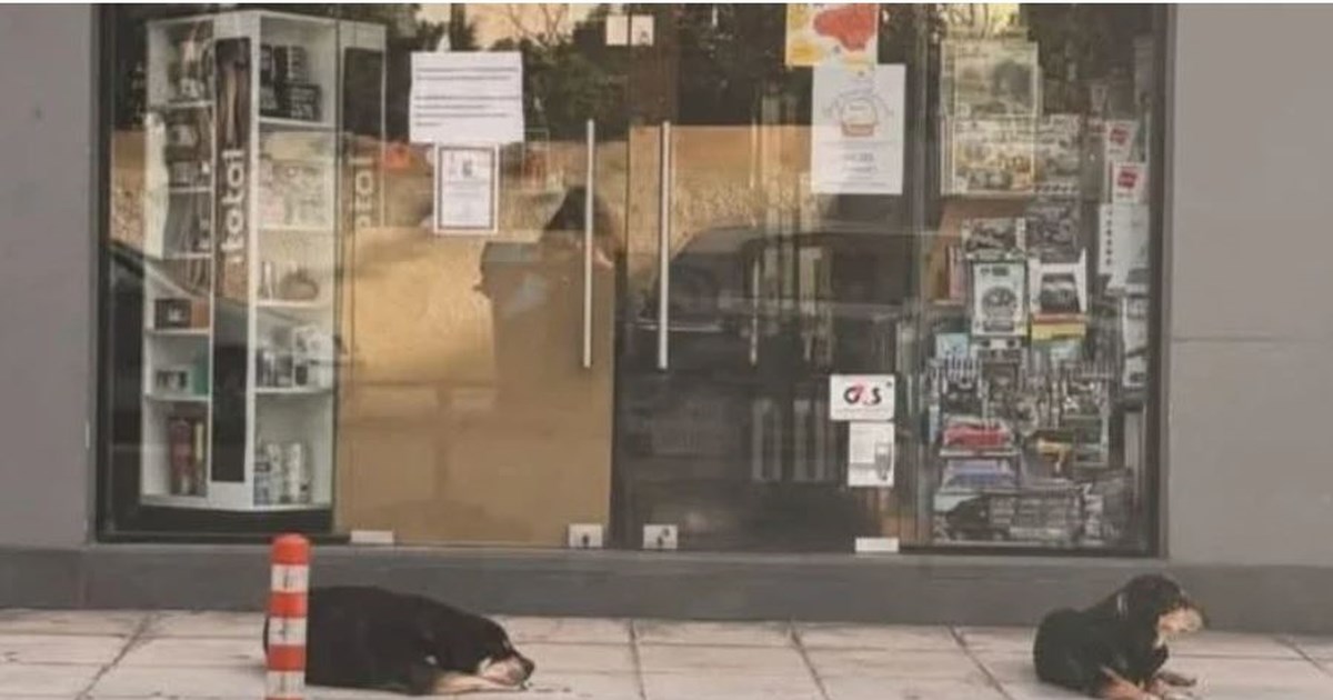 Χανιά: Η επχειρηματίας πέθανε όμως οι σκύλοι που φρόντιζε την περιμένουν ακόμα έξω από το κλειστό μαγαζί της