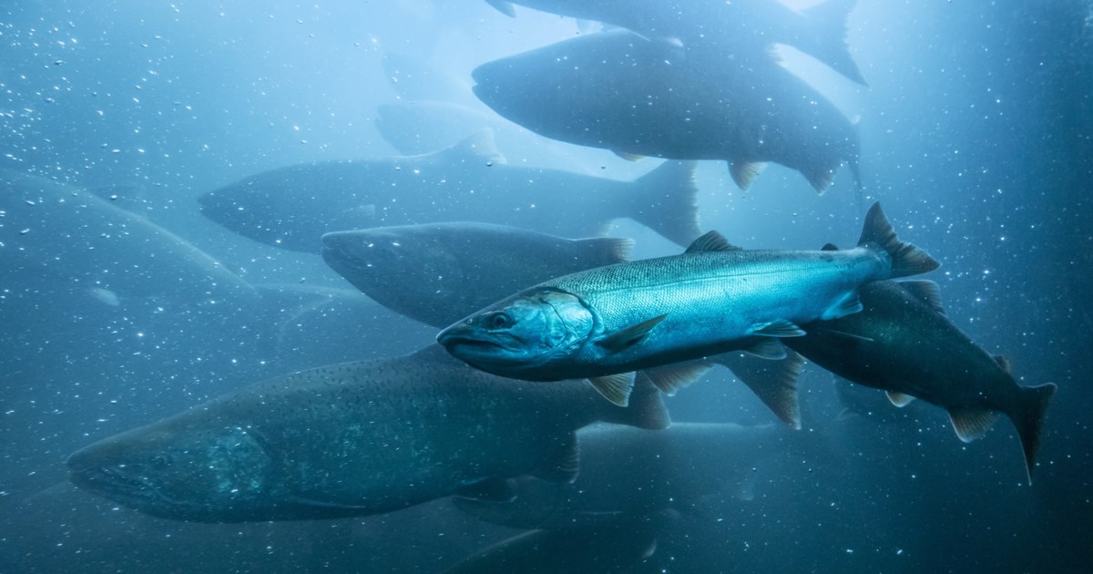 Κατέρρευσε τμήμα του ιστορικού πλάτανου στο Κράσι Ηρακλείου - Δέντρο ηλικίας άνω των 1.000 ετών [εικόνες] - εικόνα 5