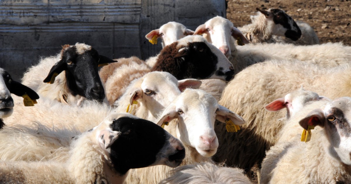 Κώστας Τσιάρας: Η πανώλη των αιγοπροβάτων δεν εγκυμονεί κανέναν απολύτως κίνδυνο για την δημόσια υγεία