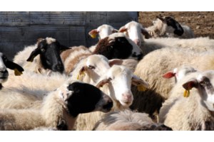 Κώστας Τσιάρας: Η πανώλη των αιγοπροβάτων δεν εγκυμονεί κανέναν απολύτως κίνδυνο για την δημόσια υγεία