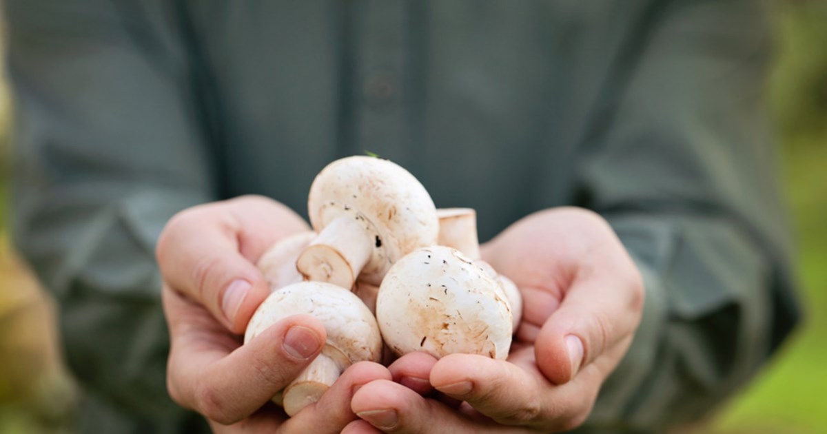 Αγωνία για το ζευγάρι με ηπατική ανεπάρκεια, έφαγε δηλητηριώδη μανιτάρια - Στην Ιταλία για μεταμόσχευση